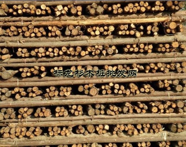宣城绿化支撑杉木桩厂家有哪些