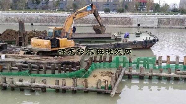 杉木桩案例