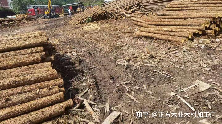 河道打桩用什么木头