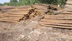 河道打桩用什么木头？（什么打桩木适合在水里打桩？）